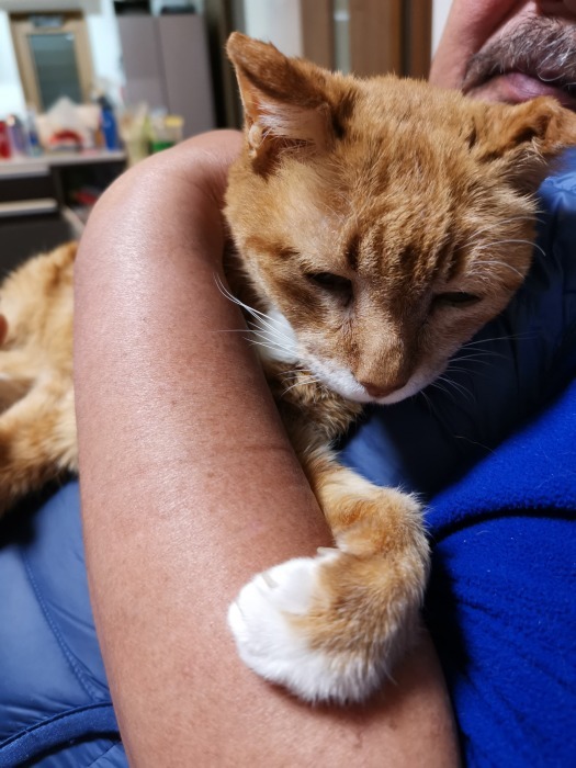 保護猫活動_f0050534_07492403.jpg