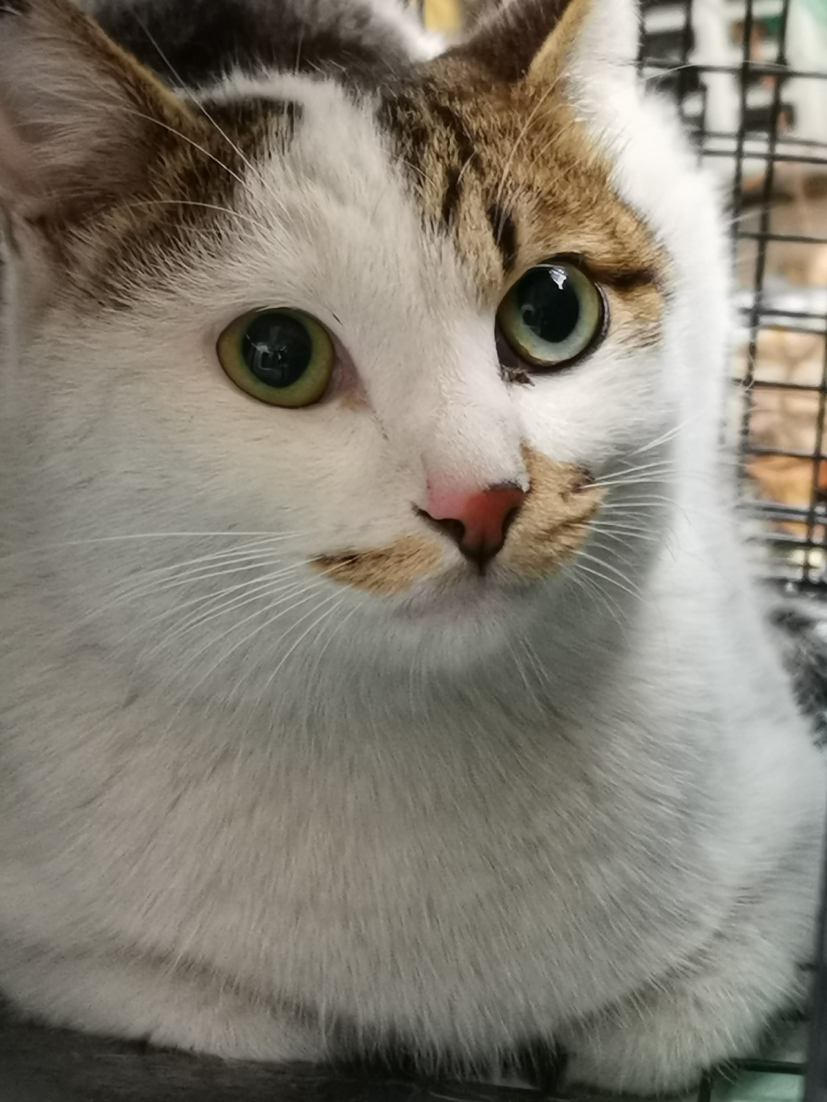 保護猫活動_f0050534_07532199.jpg