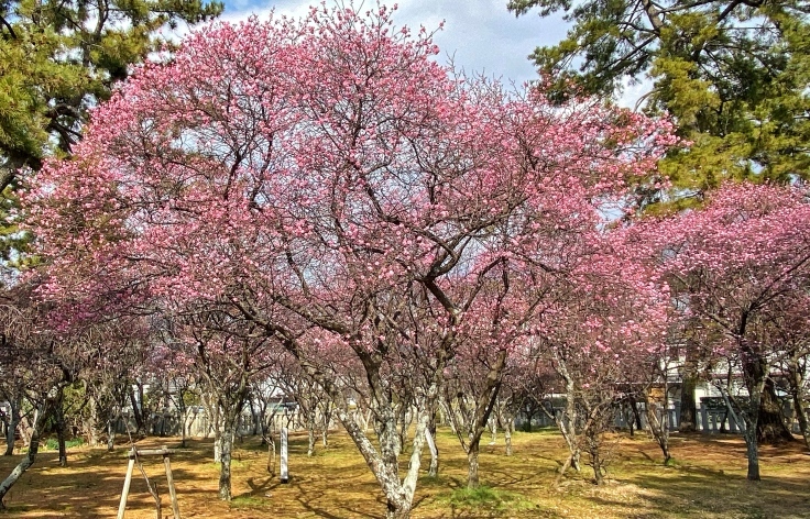 御厨神社の梅　＠明石市東二見_b0063958_14594195.jpeg