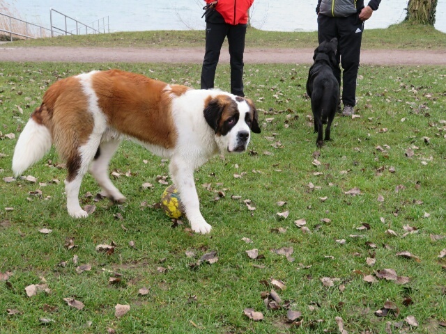 生後10か月のセント バーナード犬 ドイツの陽だまり 生後10か月のセント バーナード犬 ドイツの陽だまり
