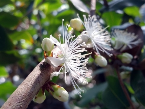 ジャボチカバの花_b0028299_21410010.jpg