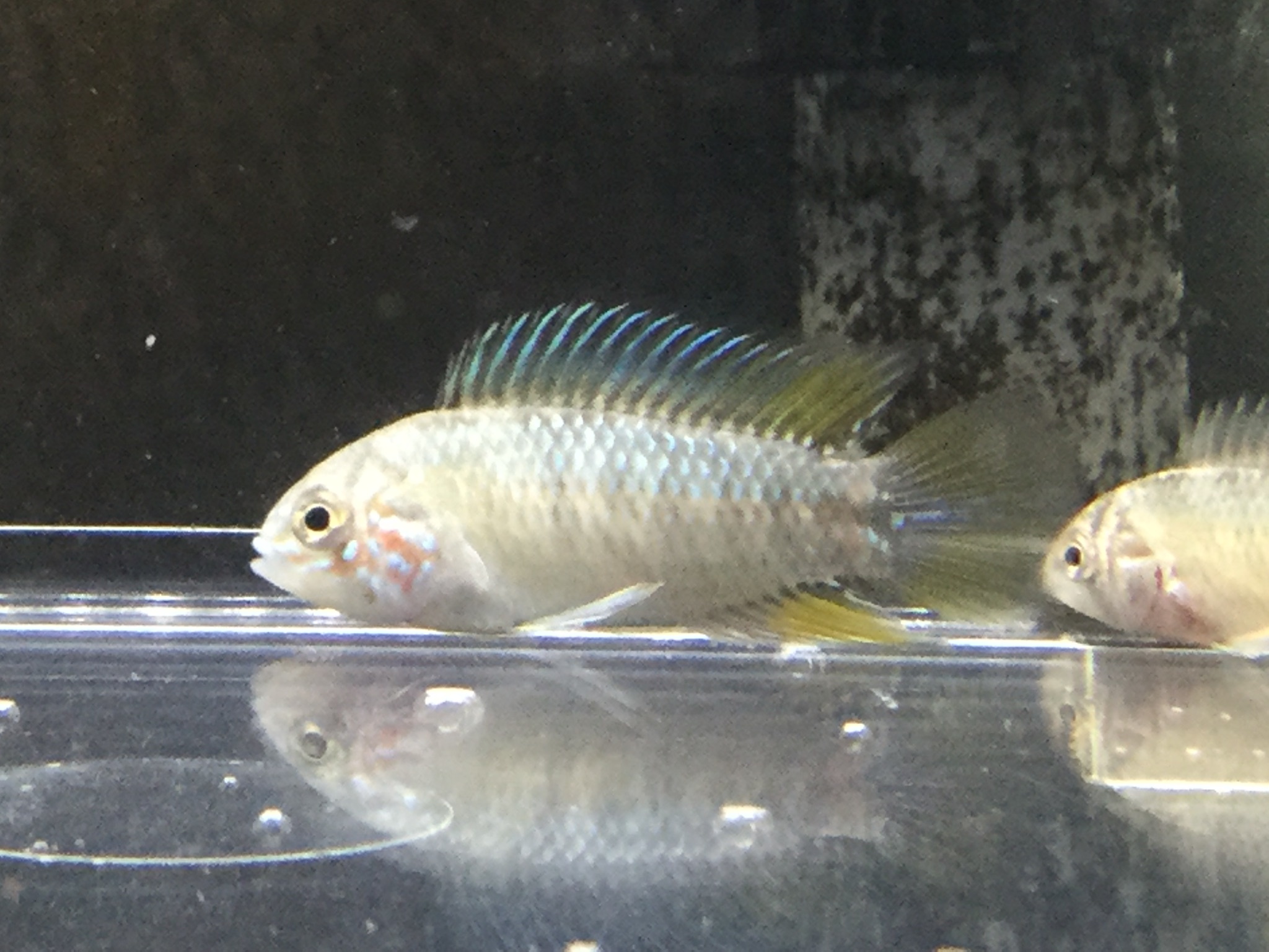 2104 熱帯魚 めだか 金魚 水草 ペットメイト西宮店の生体ブログ