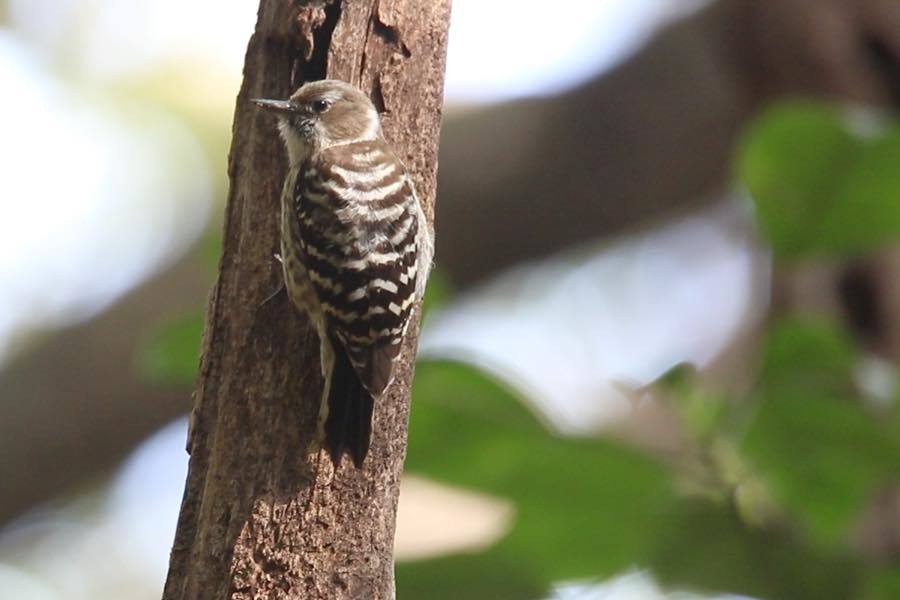 コゲラのドラミング 四十雀の欣幸 野鳥写真日記 コゲラのドラミング 四十雀の欣幸 野鳥写真日記