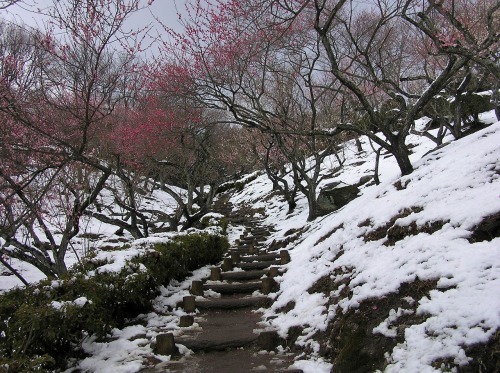 万葉集その八百二十六 名残の雪 万葉集遊楽