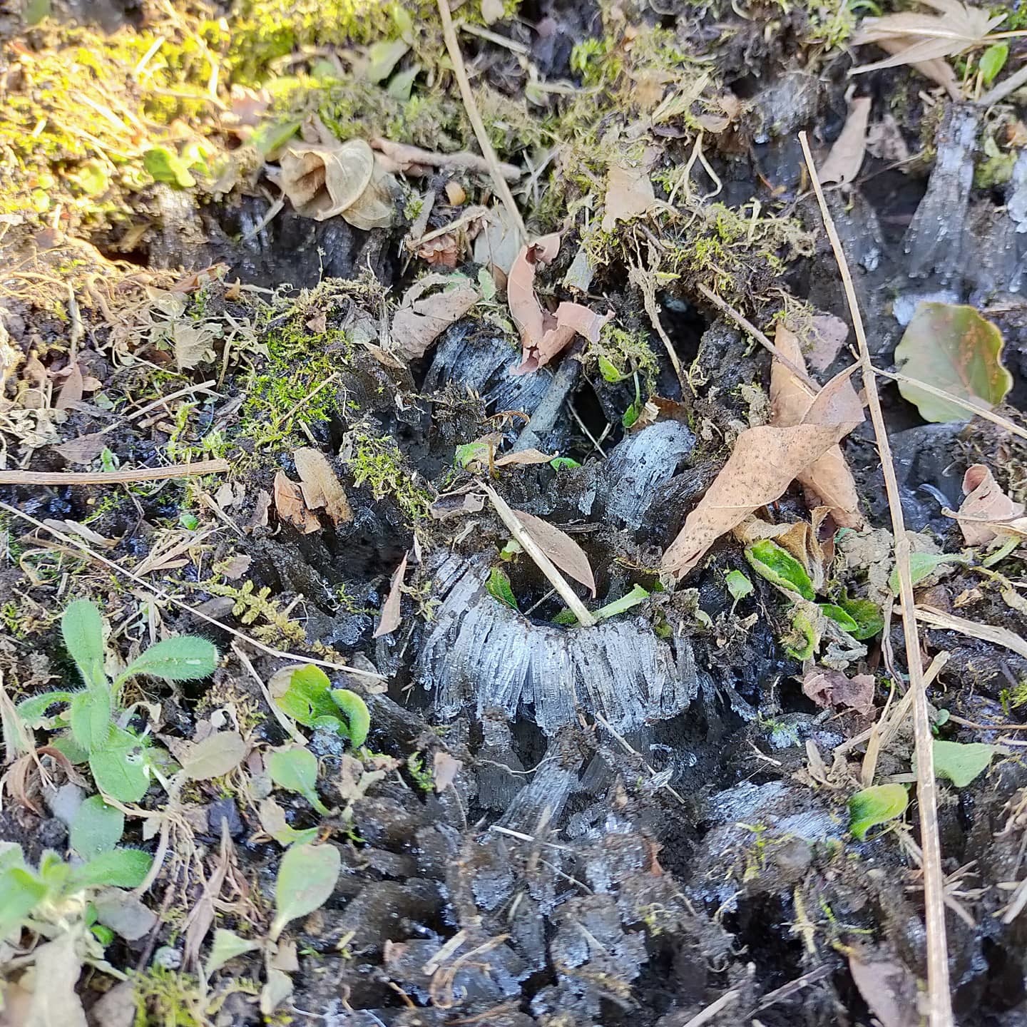 210203 二十四節気「立春」です!_f0164842_09374835.jpg