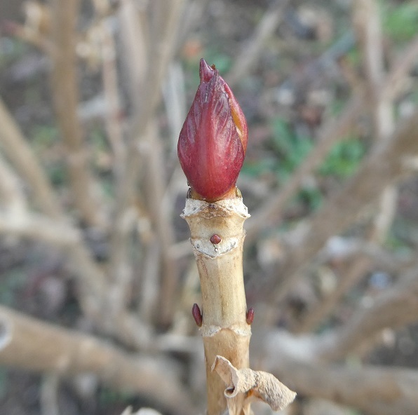 アジサイの冬芽と葉痕 そらいろのパレット アジサイの冬芽と葉痕 そらいろのパレット