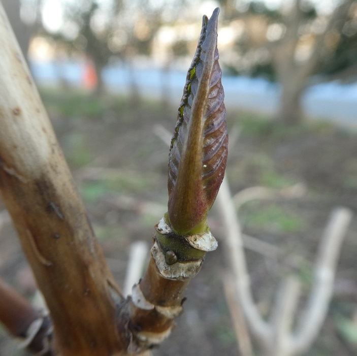 アジサイの冬芽と葉痕 そらいろのパレット