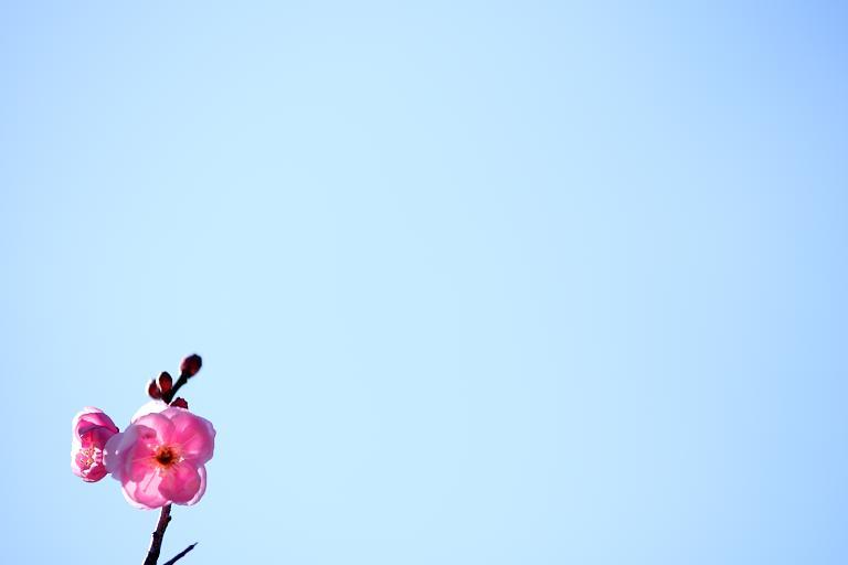 もうすぐ春が ひねもすのたりの時かいな もうすぐ春が ひねもすのたりの時かいな