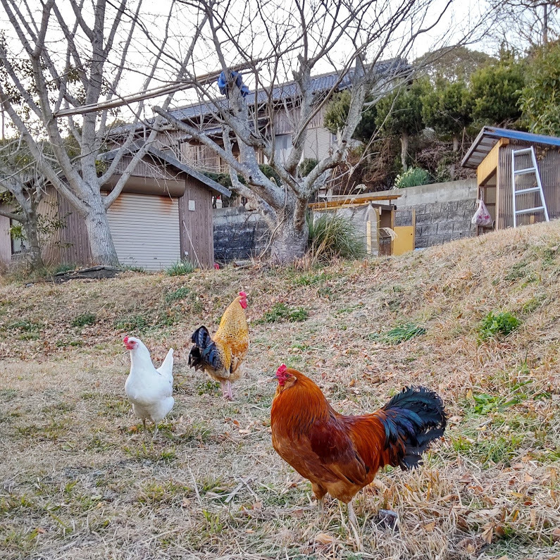 2021/2/4 コッコの凶暴化_f0201157_11435829.jpg