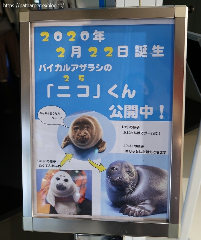 ２０２０年１２月 鳥羽水族館 その６ セイウチ赤ちゃん ハープの徒然草