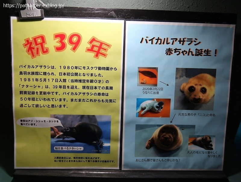 ２０２０年１２月 鳥羽水族館 その６ セイウチ赤ちゃん ハープの徒然草