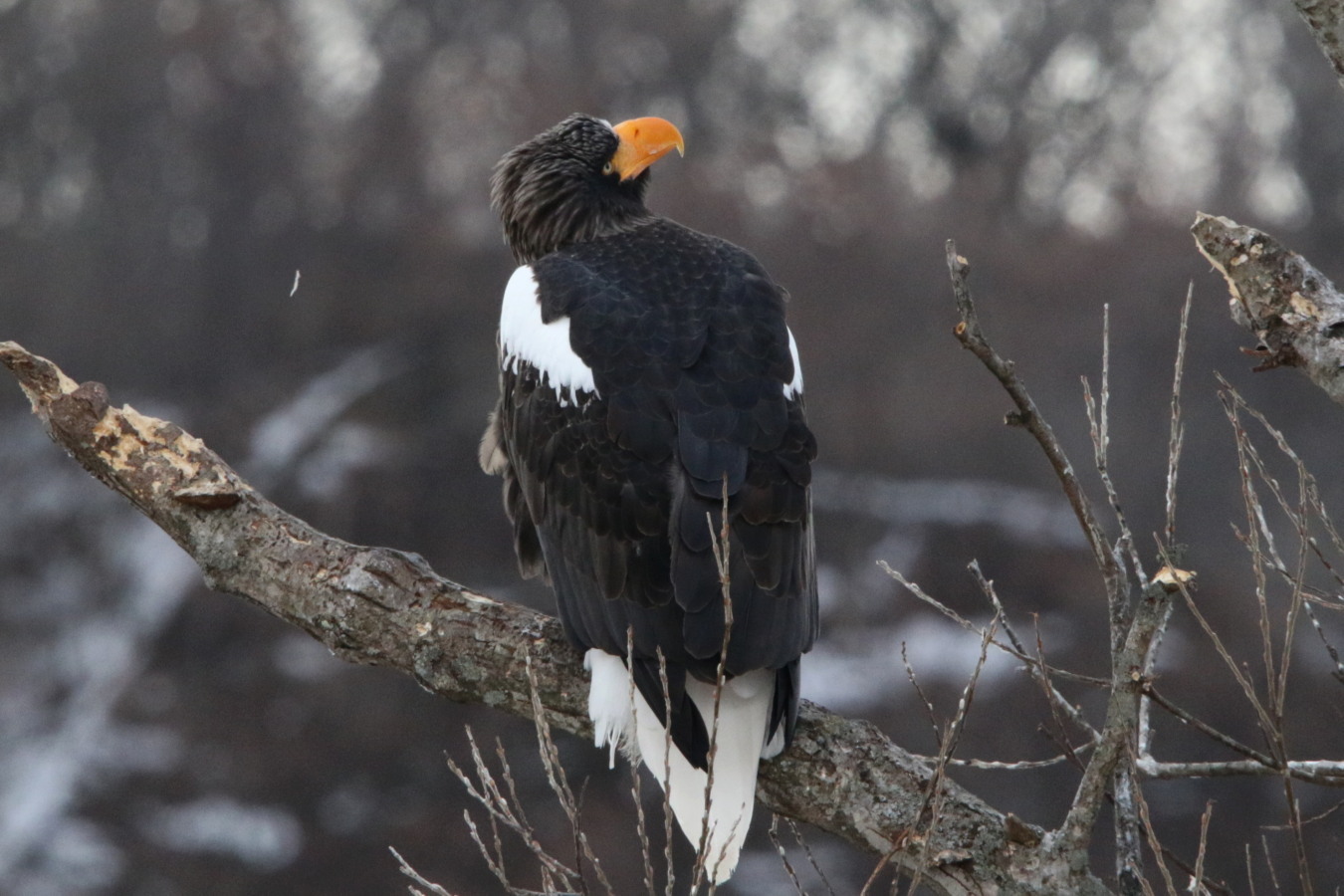 オオワシ オジロワシ 今日の鳥さん オオワシ オジロワシ 今日の鳥さん
