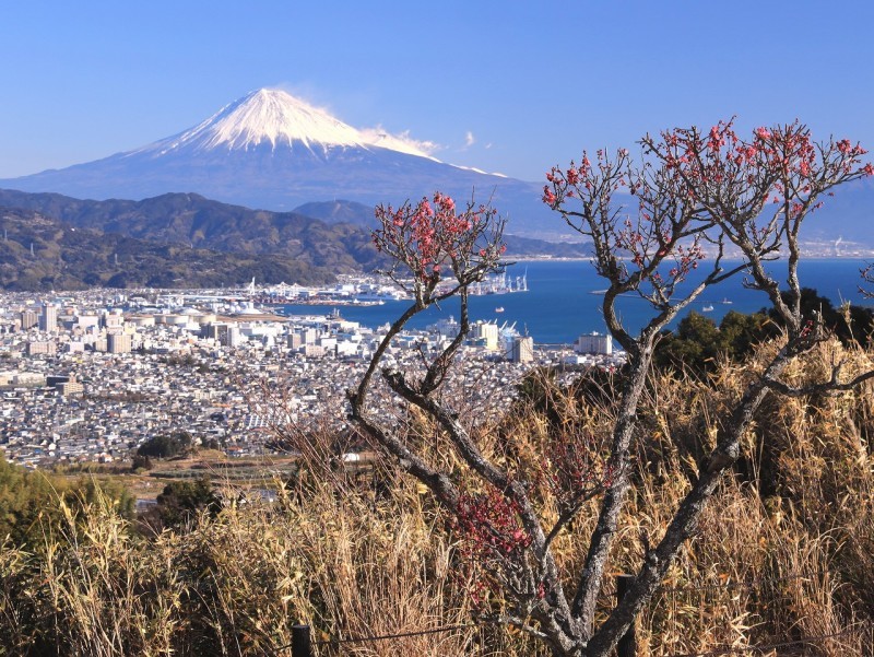 日本平ホテル庭園の梅 富士山大好き 写真は最高