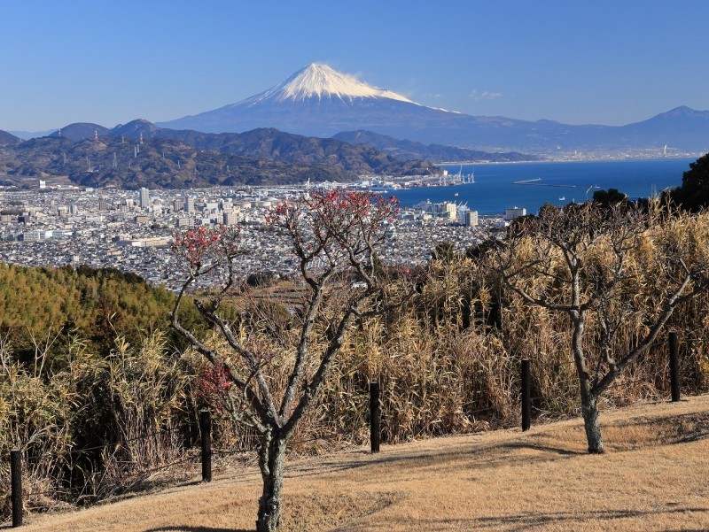 日本平ホテル庭園の梅 富士山大好き 写真は最高 日本平ホテル庭園の梅 富士山大好き 写真は最高