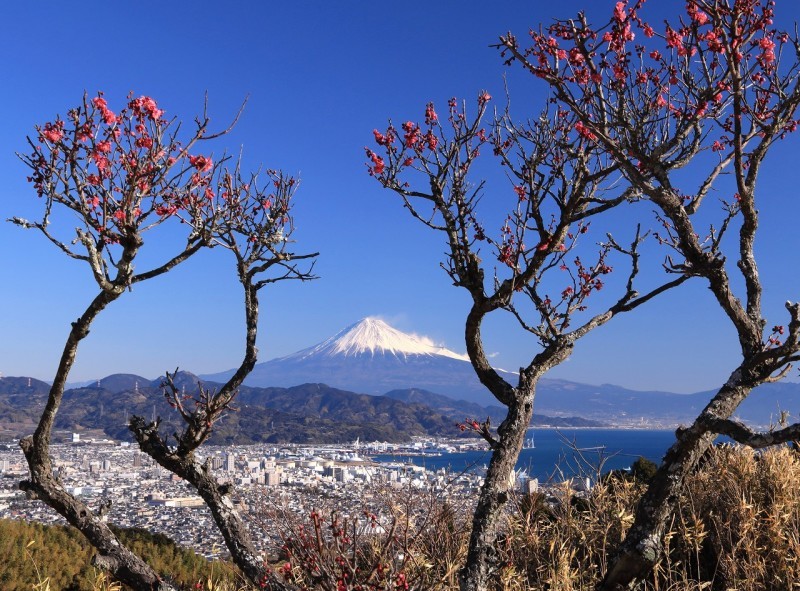 日本平ホテル庭園の梅 富士山大好き 写真は最高 日本平ホテル庭園の梅 富士山大好き 写真は最高