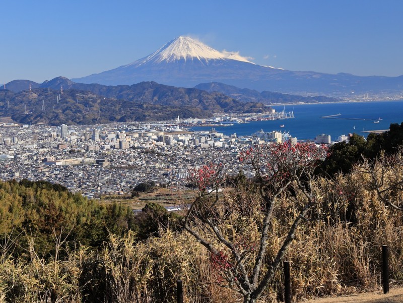 日本平ホテル庭園の梅 富士山大好き 写真は最高 日本平ホテル庭園の梅 富士山大好き 写真は最高