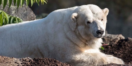ベルリン動物園の36歳のカチューシャ(Katjuscha)の近況 ～ 最高齢のホッキョクグマへの地元ファンの暖かい視線_a0151913_01524748.jpg