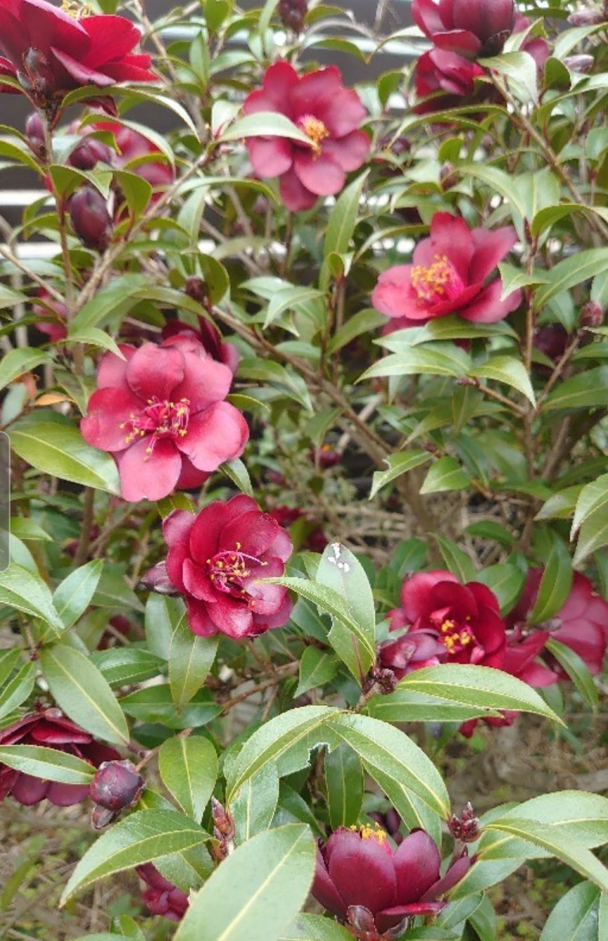 椿のつぼみ ピオニーの森 椿のつぼみ ピオニーの森