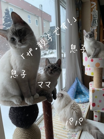 こむぎちゃん、楽しい♪_b0340621_12585570.jpeg