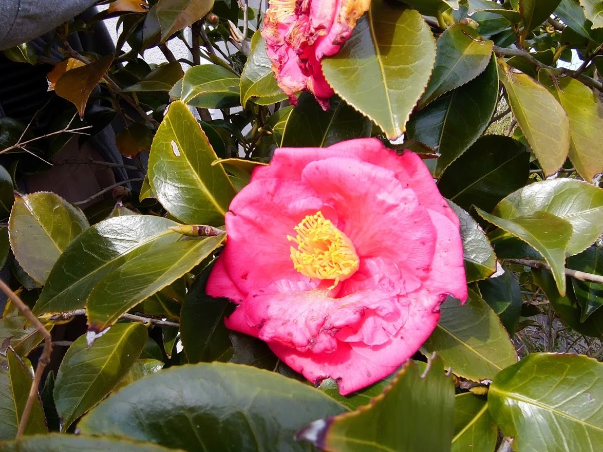 椿_f0197985_18371632.jpg