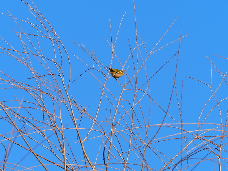 浮間公園～サンクチュアリにて　2/6_f0403301_17254954.jpg