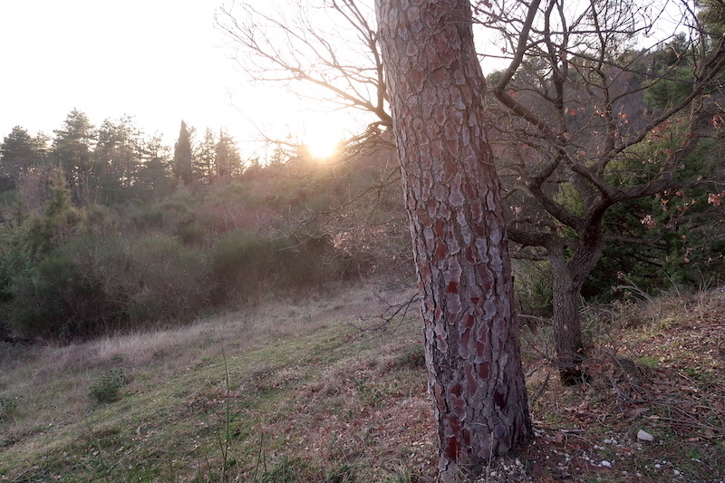 冬の夕日彩る山の道と彩りパスタ_f0234936_06443916.jpg