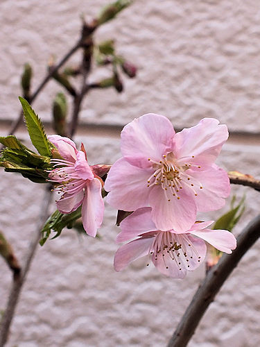春の花　４つ_e0413146_18060624.jpg