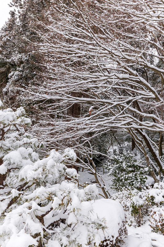 雪の滋賀2021　百済寺・庭園編_f0155048_00085191.jpg