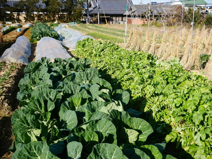 　　冬野菜　　２０２５-０１-２２　００：００_b0093754_23091551.jpg