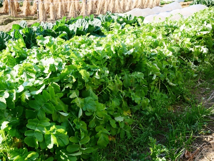 　　冬野菜　　２０２５-０１-２２　００：００_b0093754_23101273.jpg