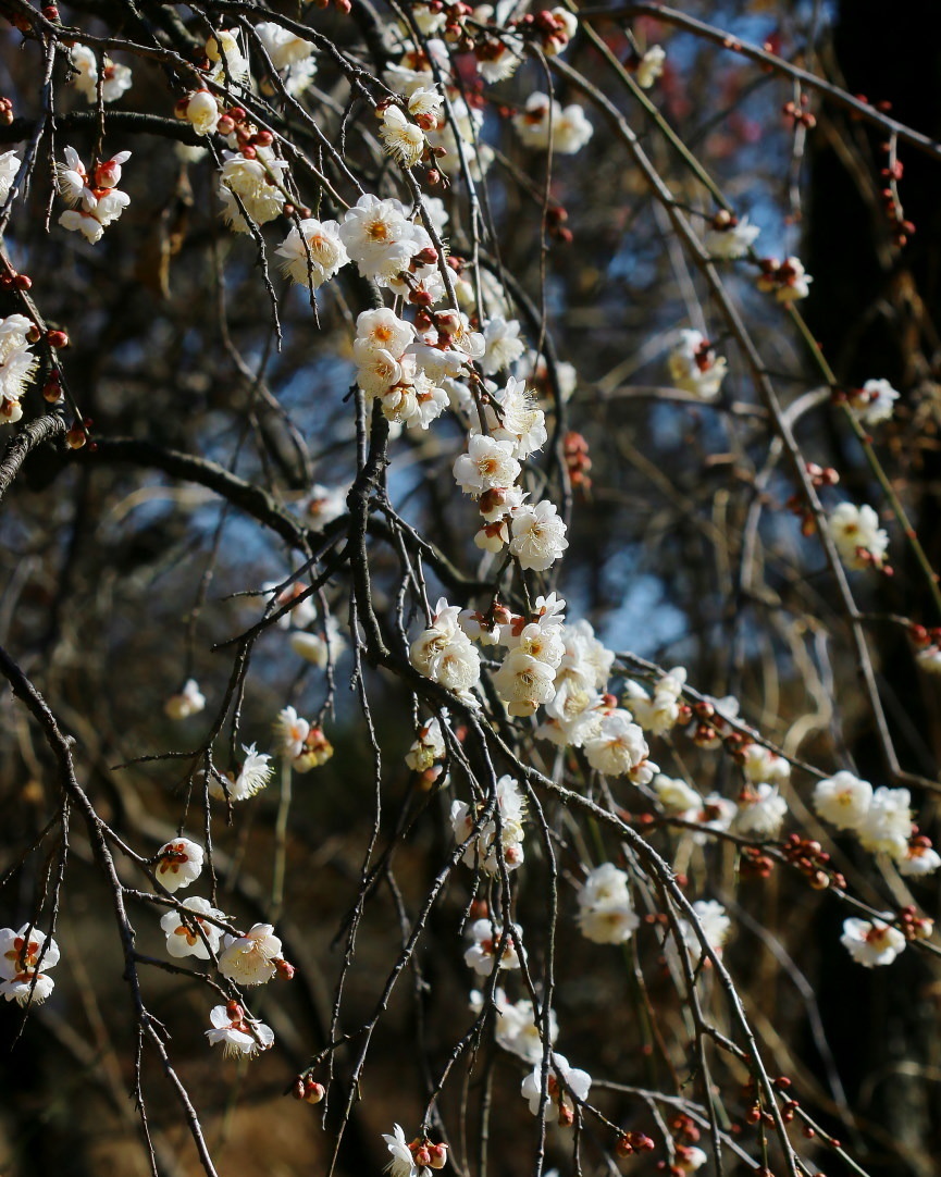 立春過ぎて フラワーパークで春探し_c0305565_17152842.jpg