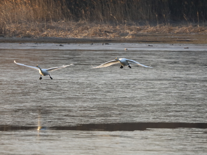 多々良沼白鳥三昧(2) ～鳥撮り修業中～ (2021/2/1撮影)_b0369971_18245509.jpg