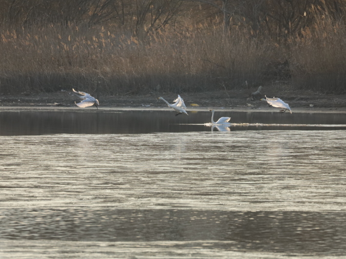 多々良沼白鳥三昧(2) ～鳥撮り修業中～ (2021/2/1撮影)_b0369971_19045465.jpg