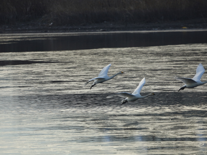 多々良沼白鳥三昧(2) ～鳥撮り修業中～ (2021/2/1撮影)_b0369971_19125143.jpg