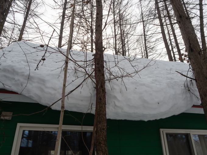 強い日差しで光る畑にキツネ、屋根からは雪が落ちそう!_f0276498_22151430.jpg