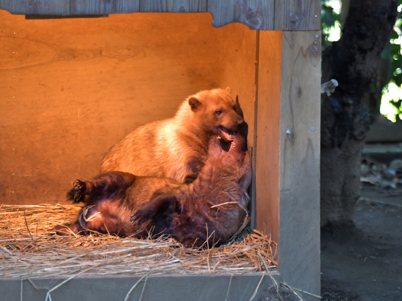 小屋の中で仲良しで_a0164204_11444674.jpg