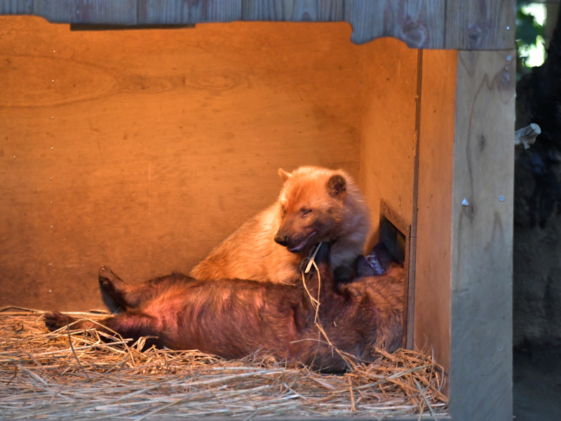 小屋の中で仲良しで_a0164204_11464026.jpg