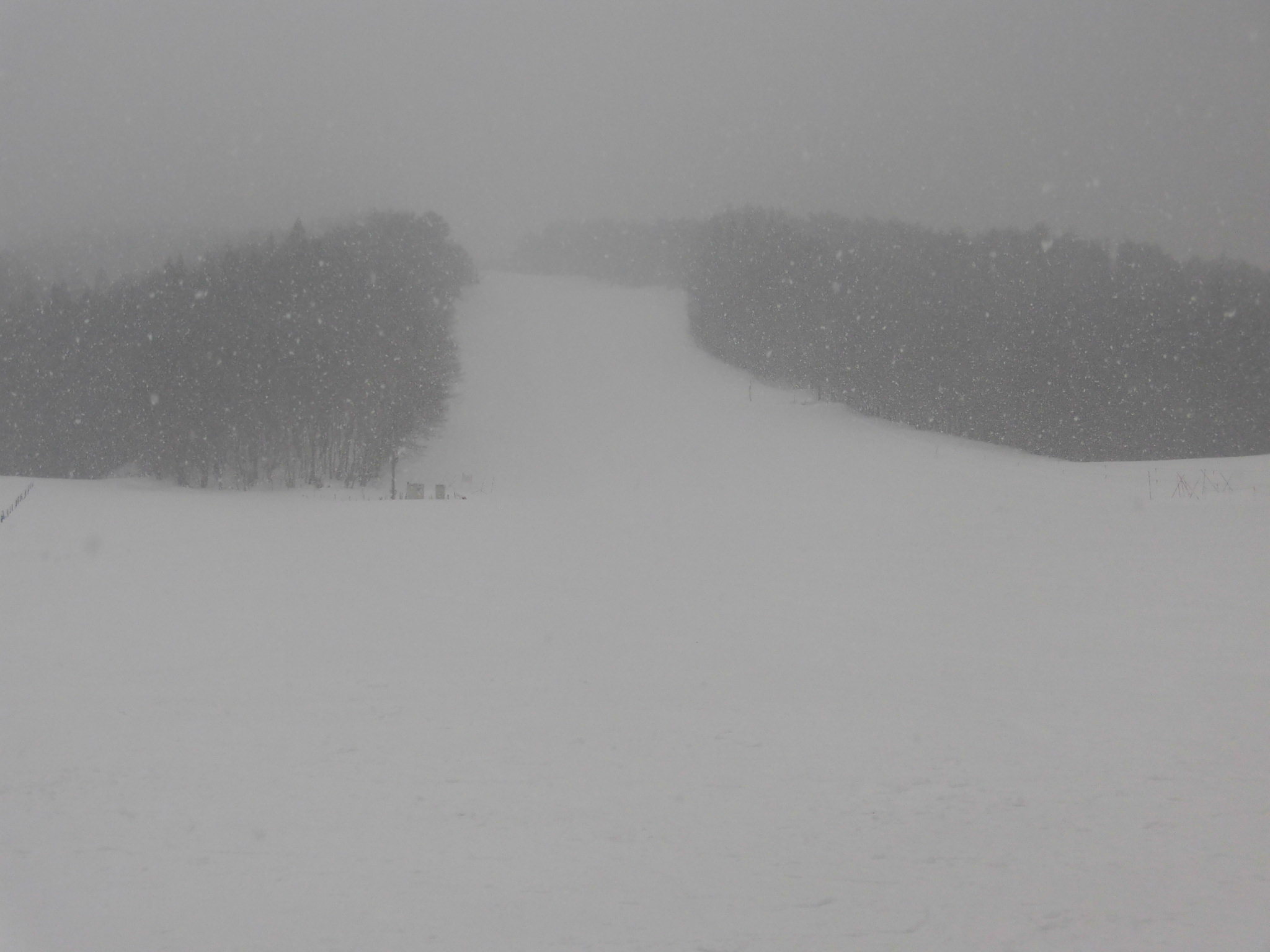 令和3年2月7日(日)天気/雪 気温/0℃ 風/無 積雪/85㎝ 滑走可能_e0306207_08193397.jpg