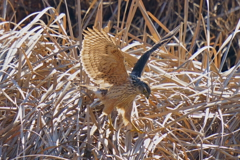 オオタカの狩り_d0382609_04323489.jpg