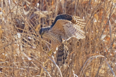 オオタカの狩り_d0382609_04375690.jpg