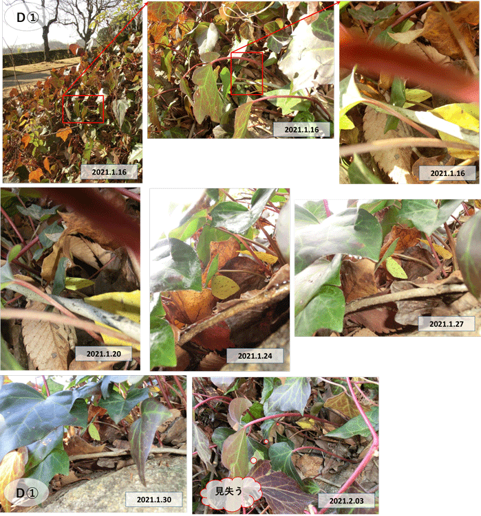 越冬キタキチョウ モンキチョウ新蝶ほか In21 01 16 02 06見沼田んぼ ヒメオオの寄り道