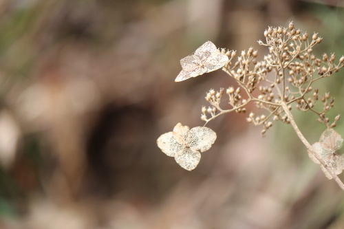 枯れ紫陽花 猪こっと猛進