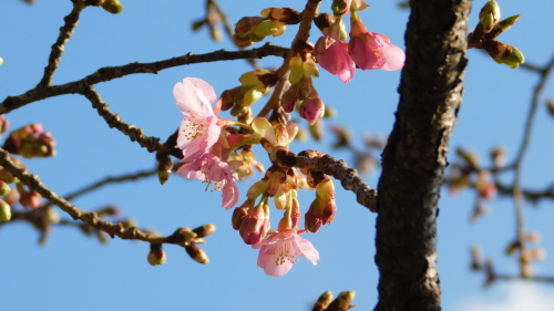 野川写真日記(2021/02/07)ーサクラサク(ただし寒緋桜)_c0338136_20084065.jpg