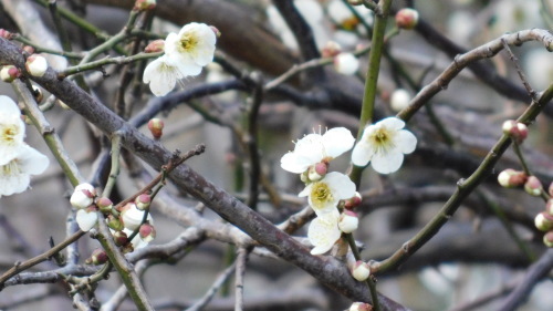 野川写真日記(2021/02/07)ーサクラサク(ただし寒緋桜)_c0338136_20113083.jpg