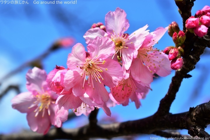 沖縄の桜「ヒカンザクラ」那覇でも見頃です_d0362541_14132130.jpg