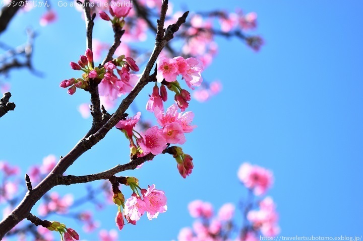 沖縄の桜「ヒカンザクラ」那覇でも見頃です_d0362541_14132173.jpg