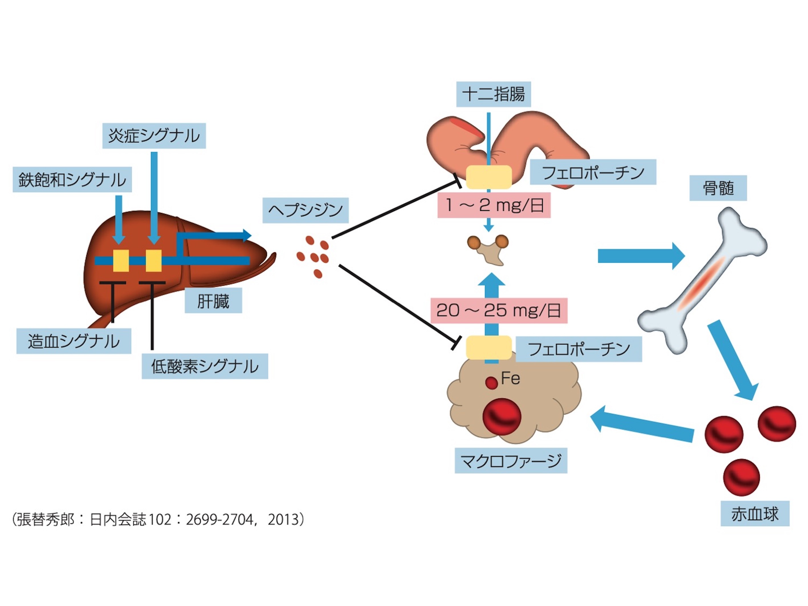 鉄欠乏(ID)と鉄欠乏性貧血(IDA)レビュー＋α 内科医のジレンマ