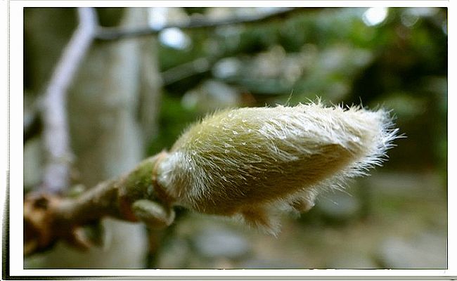 春の気配 白木蓮の蕾 聚 糧