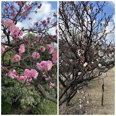 今年に入って・・・。_d0155952_12393432.jpg