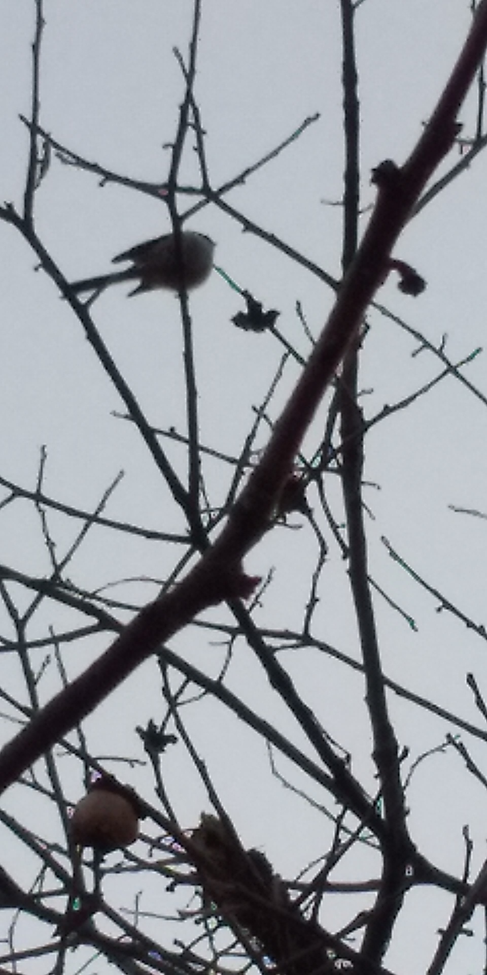 スマホで野鳥を撮る エナガ_d0072553_19560518.jpg